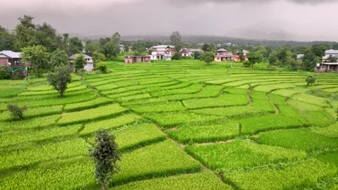 Drone Pullback Revealing Expansive Stepped Rice Farms and Rural Village Hou.. Stock-Footage 345277343