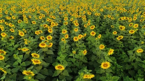 Drone pullback shot  through the heart of a glowing sunflower farm. Stock Footage 310783279
