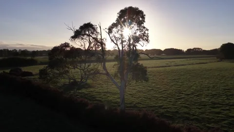 Drone pullback tree silhouette at sunrise Hamilton New Zealand rural farmland Video stock 333829709