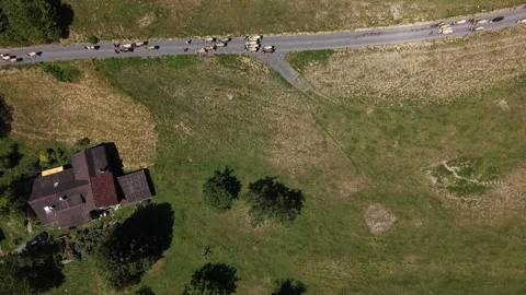Drone pulling away from alpine cattle herd descending mountain road Stock Footage 341840441