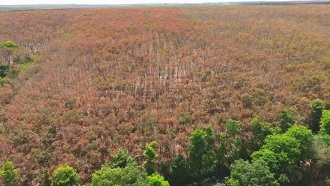 Drone Pulling Away from Colorful Rubber Tree Forest, Southern Vietnam Stock Footage 329914357