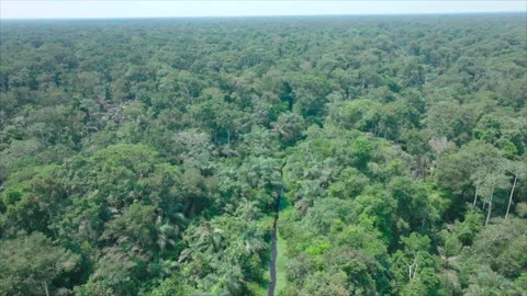 Drone pulling away from forest in overall view, Republic of Congo Stock Footage 332000234