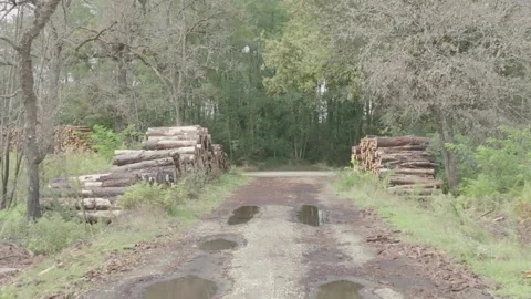 Drone pulling back between piles of tree trunks along path, France Stock Footage 333107830
