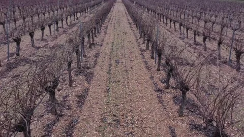 Drone Pulling Back Between Winter Vineyard Rows Awaiting Pruning Stock Footage 329972063