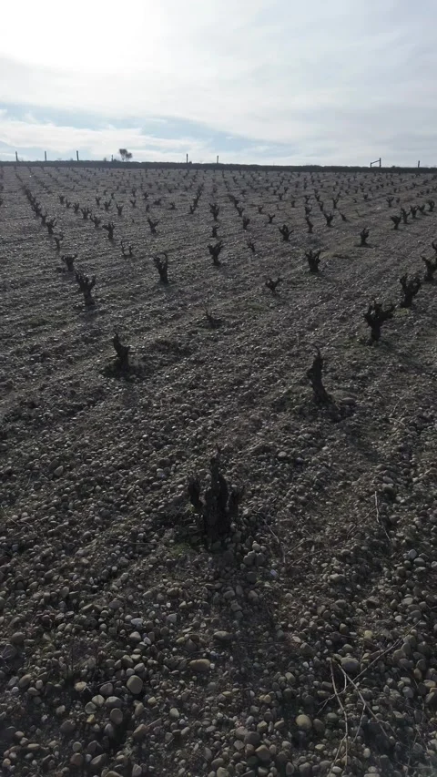 Drone pulling back over dramatic winter vineyard with old vines Stock Footage 330731240