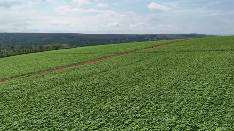 Drone pulling back over vast sweet potato farm in Gia Lai, Vietnam 動画素材 337404284