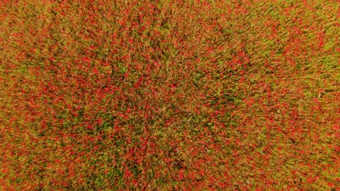 Drone Pulls Away Above Red Poppy Field Creating Hypnotic Natural Pattern Stock Footage 323919976