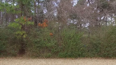 Drone pulls away from Brush and turns to the left Vídeos de archivo 86687807