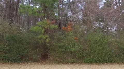 Drone pulls away from Brush Vídeos de archivo 86612501