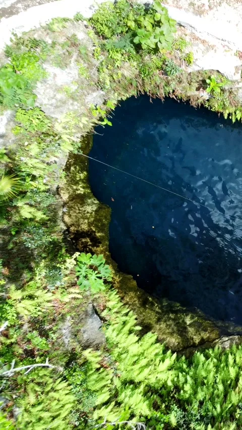 Drone pulls back from blue cenote water to the surrounding forest Stock Footage 341395731