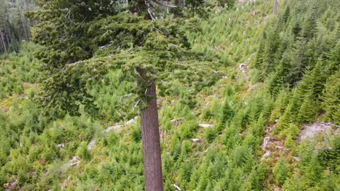 Drone pulls back from the trunk through the branches to reveal Big Lonely Doug Stockbeeldmateriaal 164007208