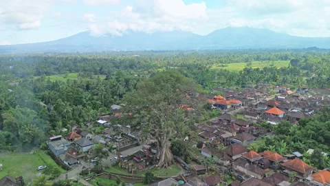 Drone Push-In to a Bayan Ancient Tree, Village and Rice Fields, Bali, Indonesia Stock Footage 346798991