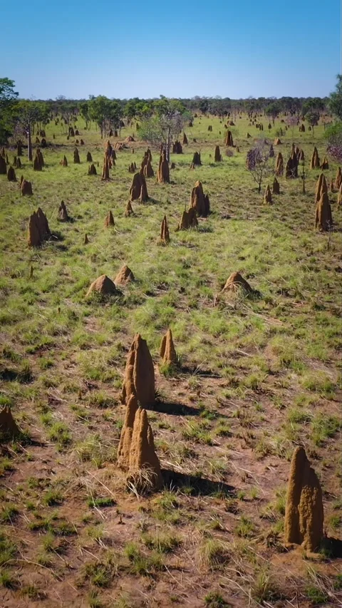 Drone Push in on field with termite mounds in North Western Australia Stock Footage 232160082