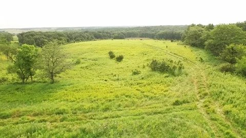  Drone Push Green Field  Video stock 92428109