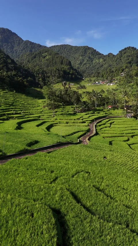 Drone Push-Out Over Rice Fields and Rural Road with Hills, Indonesia 스톡 동영상 327515151