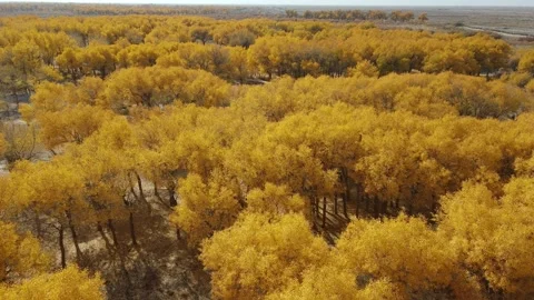 Drone Push Over Autumn Populus Euphratica Forest Ejina Desert Oasis Video stock 330281817