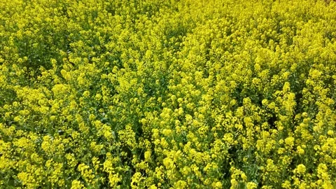 Drone Push In Over Canola Flower Fields Japan Cinematic Spring Motion Stock Footage 336718443