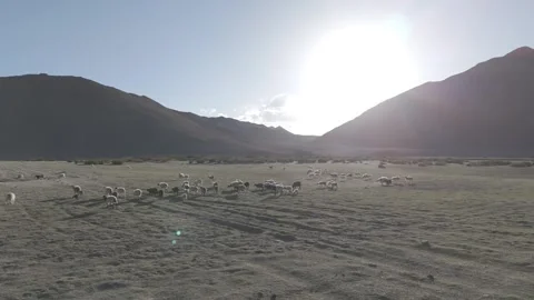 Drone Push In Over Ladakh Sheep Grazing Ground Towards Dramatic Mountain Valley Vídeos de archivo 335762385
