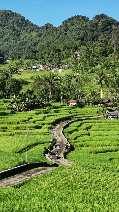 Drone Push-In Over Rural Road Through Rice Fields and Hills, Indonesia 스톡 동영상 327515133