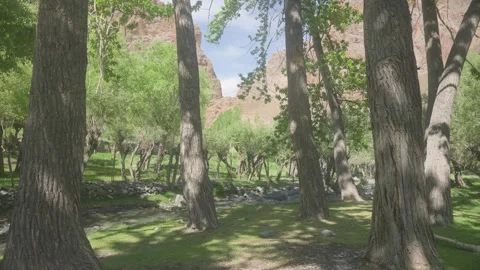 Drone Push-In Shot Through Forest Trees with Flowing River and Mountains Stock Footage 334417187