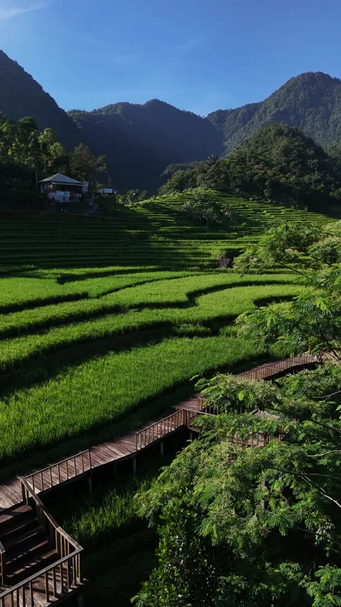 Drone Push-In Through Trees Revealing Rice Fields and Hills, Indonesia 스톡 동영상 327515117