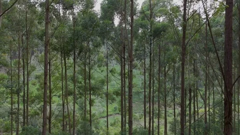 Drone Push-In Through Turpentine Forest Revealing Tea Plantation in Sri Lanka Stock Footage 315087547