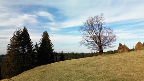 Drone push-in toward lone tree and haystacks on Tara Mountain meadow, Serbia Stock Footage 328236115