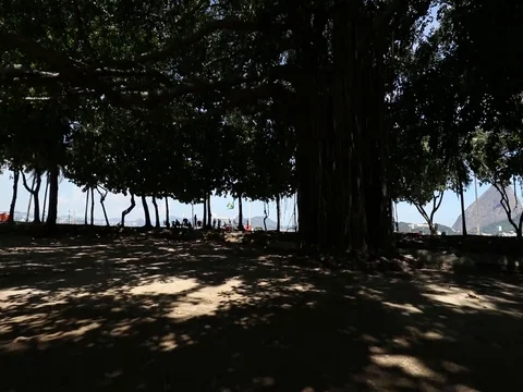 DRONE PUSH TREES TO BEACH 스톡 동영상 78244864