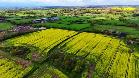 Drone pushes forward over vibrant yellow crop fields and green patchwork Stock Footage 307589655