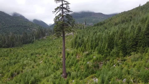 Drone pushes to large douglas fir tree, Big Lonely Doug near Port Renfrew, BC Vídeo Stock