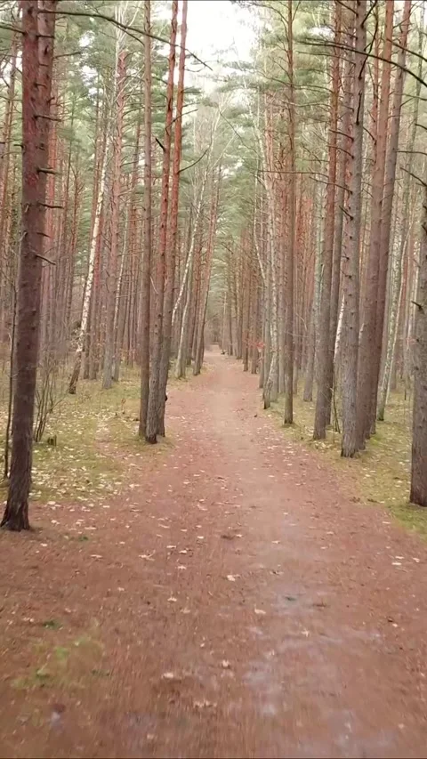 Drone pushing forward over forest ground, Vertical 9:16. Stock Footage 322021997