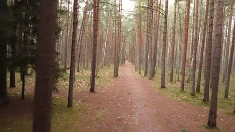 Drone pushing forward over mystic forest ground Stock Footage 321423186