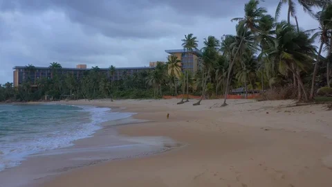 Drone racing along a empty beach as a wild dog prances along the shore Stock Footage 124879371