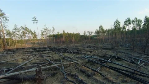 Drone racing view. Fly over dead trees in forest at sunset. 스톡 동영상 106518963