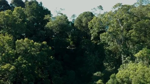 Drone: Rainforest Pull Away Stock Footage
