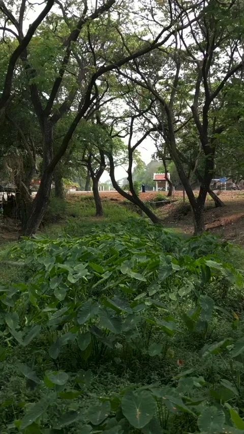 The drone reaches the end of a small leafy river Stock Footage 265495050