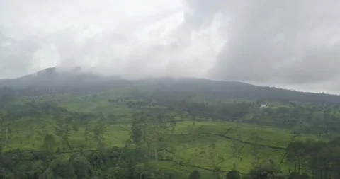 Drone record the view of the tea plantation and was shaken by quite strong winds 스톡 동영상 268957245