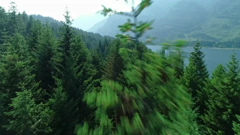 Drone is recording as it crashes into a tree Stock Footage 239479550