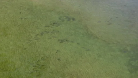 Drone of Redfish 스톡 동영상 218413052