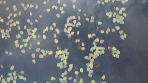Drone reflection on water surface with lilly pads Stock Footage 86458045