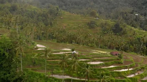 Drone of a remote Valley filled with Paddy Fields and Coconut Trees in Bali Stock Footage 243201568