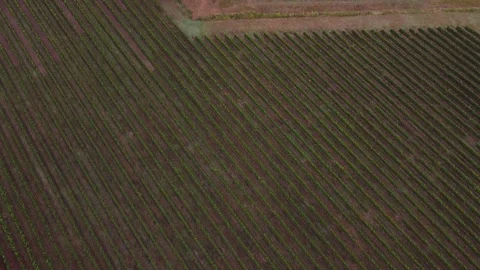 Drone Reveal Endless French Fields Cinematic Forward Flight Stock Footage 331661346