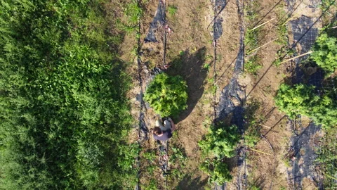 Drone reveal of hemp fields and Tuscan hills Stock Footage 316902036