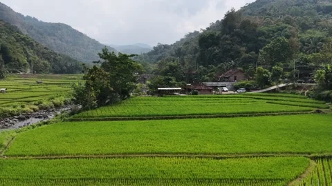 Drone reveal over lush Java rice fields, river, and forested hills. Stock Footage 338366181