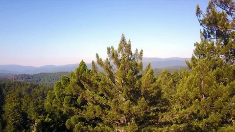 Drone Revealing Massive Forest 4K Video stock 79740807