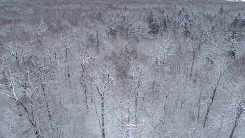 Drone reveals Winter landscape in the forest. Stock Footage 88769623