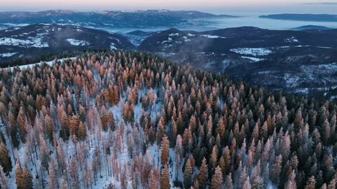 Drone reverse flight past frosted trees revealing winter mountains Stock Footage 336446151