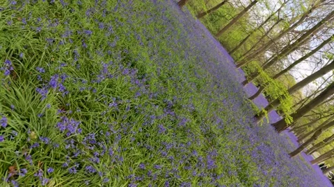 Drone reverse roll over bluebell carpet in Wanstead woodland during spring Stock Footage 333607390