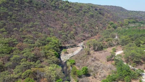 Drone reversing shot over Rio Caliente winding through forest in Spring Forest Stock Footage 320496861