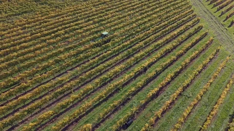 Drone reversing shows a diagonal view of Vineyard layout featuring tractor and Stock Footage 338374393